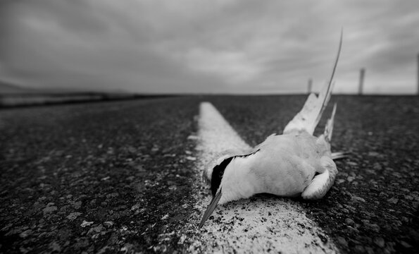 Poignant Image of an Arctic Tern in Iceland