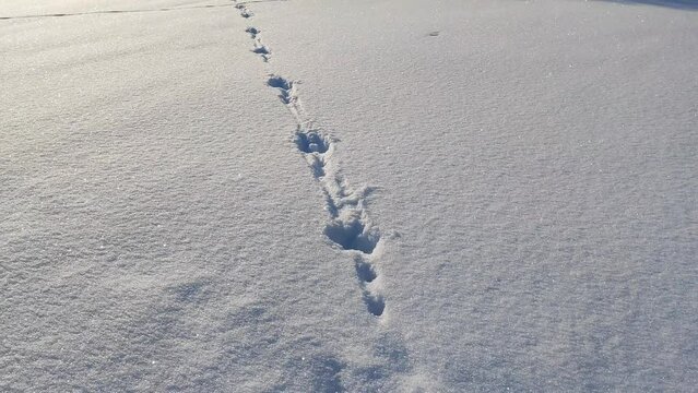 Hare tracks in the snow in winter