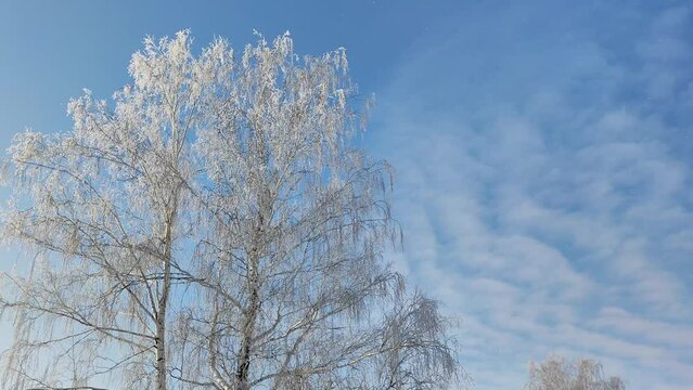 Frost falls from a tree