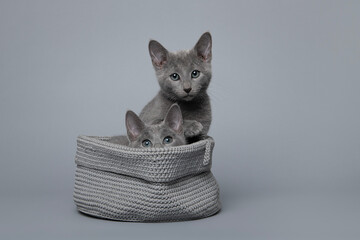 Two cute grey Russian blue kitten in a grey basket on a grey background looking at the camera.