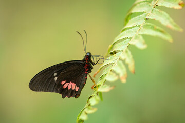 "Parides iphidamas" a black and pink tropical butterfly, resting on a fern leaf with a green natural background