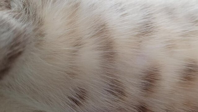 the fur cat pattern