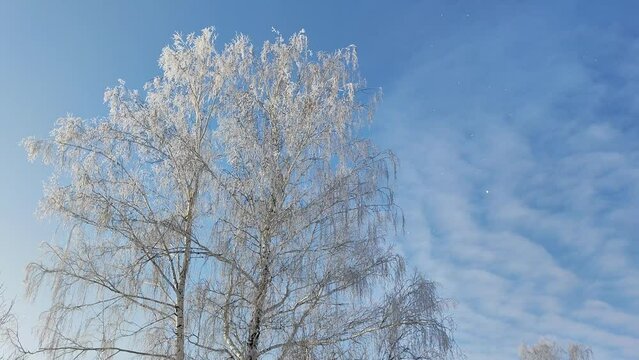 Frost falls from a tree