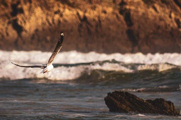 A sunset glow over the ocean with a gull in flight