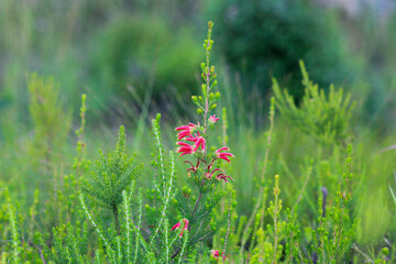 Crimson heath flowering amongst greenery