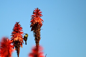 Orange-Breasted Sunbird on a Candelabra Aloe