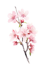 Delicate Cherry Blossoms Branch Isolated on White
