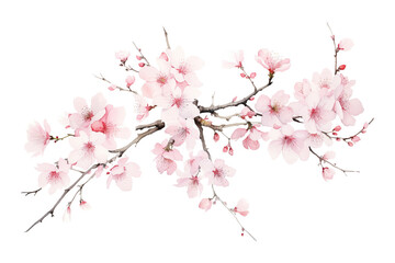 Fototapeta premium Delicate Cherry Blossoms Branch Isolated on White