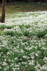 Snowdrops growing in a wooded dell, Derbyshire England