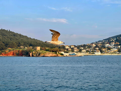 Seagull flying near the Princes' Islands at sunset, Turkey