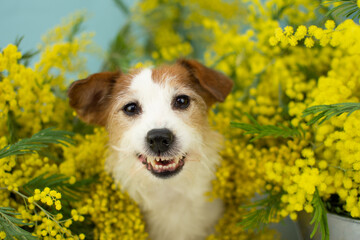 Portrait funny jack russell dog smiling between yellow mimosas flowers on spring season. Isolated