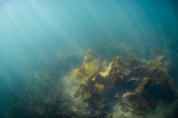 Beautiful kelp seaweed view on the blue ocean water.