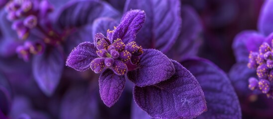 Macro photography of a vibrant purple flower with detailed petals, set against a matching purple...