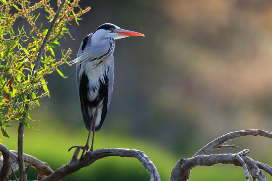 Grey Heron perched on a branch at dusk, with a soft bokeh background of trees and sunset light