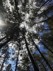 trees and sky
