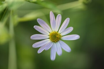 White flower Indian Kalimeris alba green background soft focus in the garden