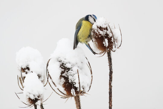 Blue tit on snow-covered teasels in winter