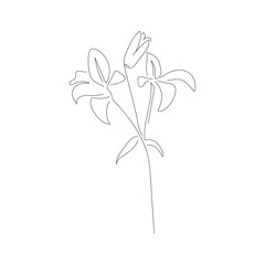 lily flower isolated in line art drawing style on white background for logo, wallpapers