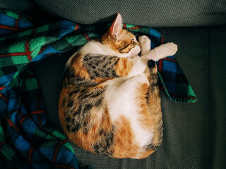 Calico cat sleeping peacefully on a plaid blanket