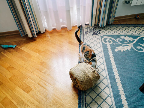 Calico cat playing with a woven basket in a sunny room