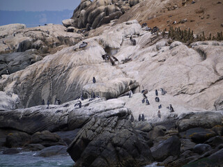 Fototapeta na wymiar Penguins on a small island Isla Los Pinguinos Cachagua in Chile