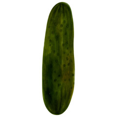 Hand drawn cucumber isolated on a white background. Green refreshing vegetable. Watercolor illustration of vegetables