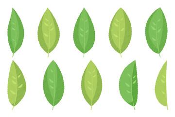 Set of green tea leaves. Vector illustration isolated on white background.