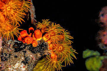 Orange cup coral,Tubastraea coccinea,