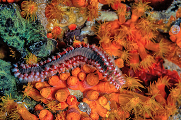 Hermodice carunculata, the bearded fireworm