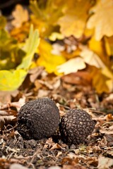 Black Truffles Dry Leaves