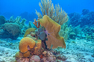 Naklejka na ściany i meble Caribbean coral garden, Roatan