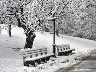 Central Park in winter , snow storm