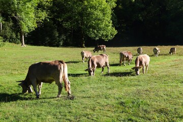 Bruna dels Pirineus cattle breed in Spain