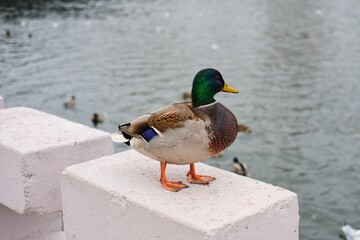 A multi-colored drake sits on a concrete fence of a river in the city. Urban birds
