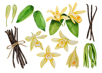 Watercolor vanilla pods and flowers, bunch of dried beans, leaves and buds, hand painted on paper, white background, for design, cookbook, recipes, cosmetics, backgrounds