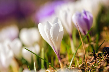 Blooming plant Crocus in the spring