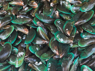 close up green mussel in raw food market