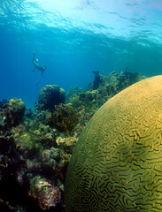 a diver and a brain coral on a reef off the coast of Venezuela