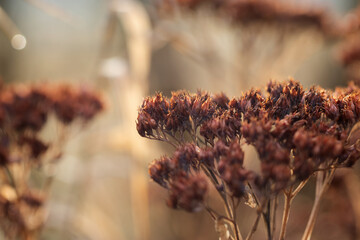 A dried flower in the garden. Colors of autumn. Plant, background, autumn.  Macro, blurred background.