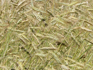 Close up of rye plants as nature background