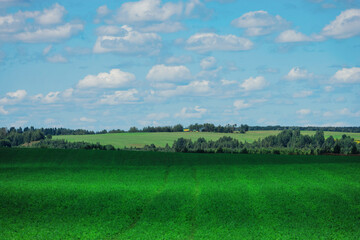 landscape with grass and sky