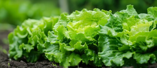 A row of lettuce plants, leafy green ingredient of food, grow in the garden dirt. They are terrestrial plants and annuals, belonging to the flowering plant family.