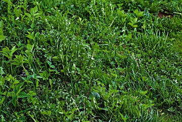 Green lawn and young grass. Background for your product.
