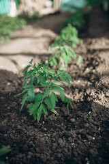 tomato seedlings grow in the black soil in close-up