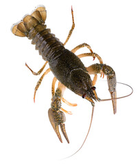 Live crayfish isolated on white background. Clipping path. Top view.