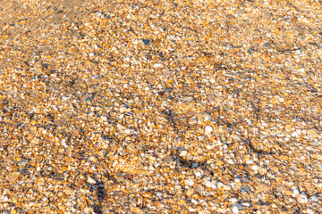 Top view of natural background with lots of different thin seashells lying on shore of sea. Summer beach background.