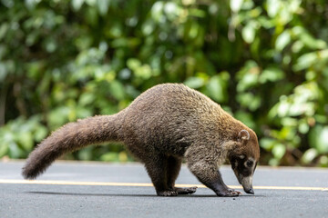 White nosed coatis in the middle of the road