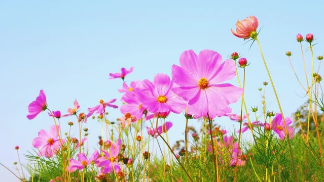 Beautiful cosmos flower field and blue sky. Low angle view nature cosmos flower wallpaper background.