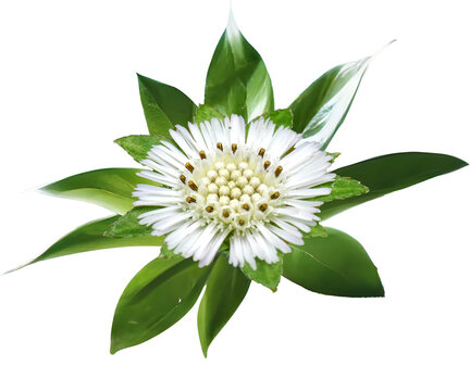 White flower, Bhringtaj flower with Leaf, Green, Bhringraj, Eclipta prostrata,