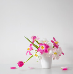 white and pink  tulips in white vase on background wall